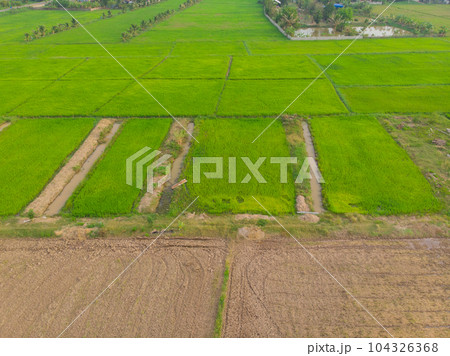 Green paddy rice field agricultural industry Green paddy rice field agricultural industry 104326368