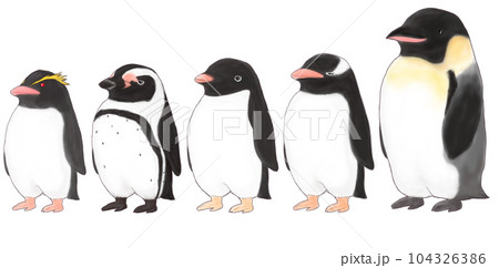 背のじゅんに並ぶペンギン 背のじゅんに並ぶペンギン 104326386