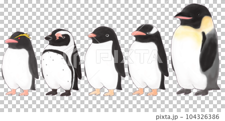 背のじゅんに並ぶペンギン 背のじゅんに並ぶペンギン 104326386