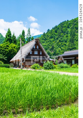 五箇山・菅沼合掌造り集落（夏） 104326429