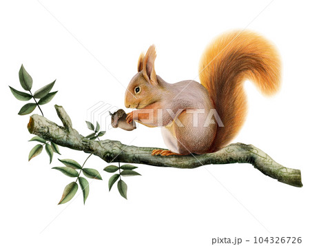 Orange brown squirrel holding an acorn on tree branch with green leaves watercolor illustration of forest animal isolated on white Orange brown squirrel holding an acorn on tree branch with green leaves watercolor illustration of forest animal isolated on white 104326726