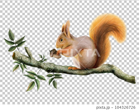 Orange brown squirrel holding an acorn on tree branch with green leaves watercolor illustration of forest animal isolated on white Orange brown squirrel holding an acorn on tree branch with green leaves watercolor illustration of forest animal isolated on white 104326726