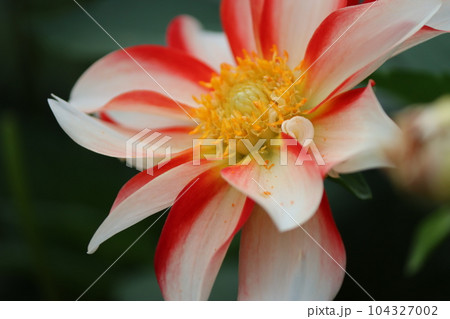 二色咲きの華やかなダリアの花 二色咲きの華やかなダリアの花 104327002