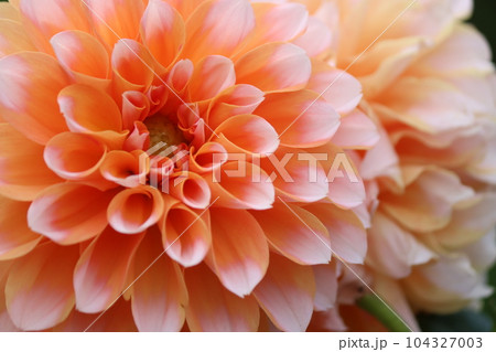 爽やかさを感じる二色咲きのダリアの花 104327003