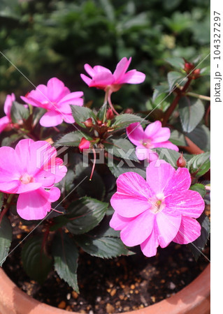 ハイブリッドインパチェンスのピンク色の花 ハイブリッドインパチェンスのピンク色の花 104327297