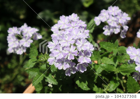 さわやかな花色のスーパートレニアカタリーナ 104327308