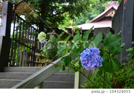 紫陽花 104328055