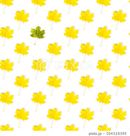 Seamless pattern of colorful autumn maple leaf isolated on white background 104328395