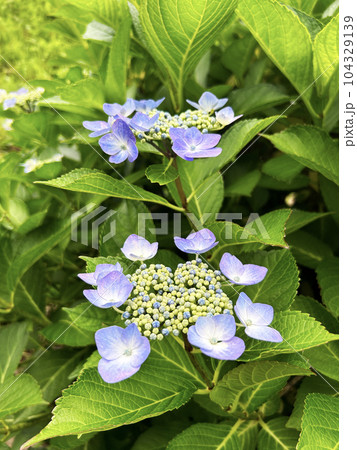 咲き始めた薄紫色の紫陽花 咲き始めた薄紫色の紫陽花 104329139
