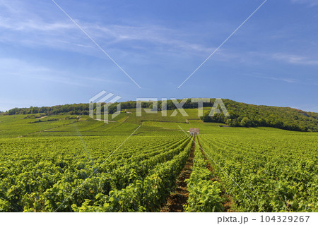 Typical vineyards near Clos de Vougeot, Cote de Nuits, Burgundy, France 104329267