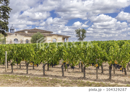 Typical vineyards near Chateau Petrus, Pomerol, Aquitaine, France 104329287