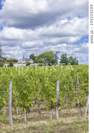 Typical vineyards (1er Grand Cru Classe A) near Chateau Cheval Blanc, Saint-Emilion, Aquitaine, France Typical vineyards (1er Grand Cru Classe A) near Chateau Cheval Blanc, Saint-Emilion, Aquitaine, France 104329289