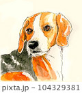 ビーグル犬のアップ 104329381