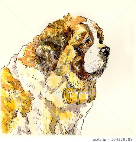 水彩で描いたセントバーナード 104329388
