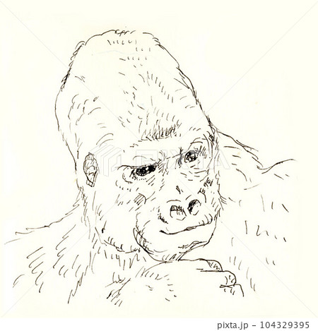 イケメンのゴリラの線画 イケメンのゴリラの線画 104329395