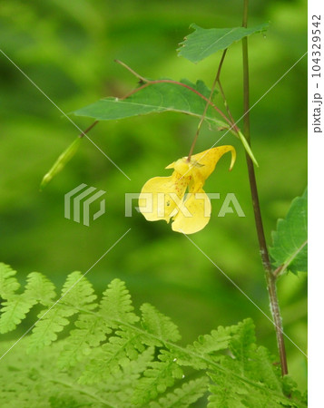 一部で絶滅危惧種に指定されている「キツリフネ」（黄釣船） 104329542