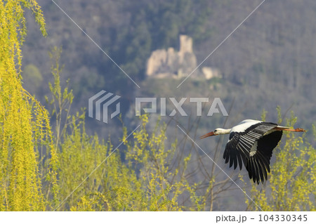 White stork (ciconia ciconia), early spring near Hunawihr, Alsace, France White stork (ciconia ciconia), early spring near Hunawihr, Alsace, France 104330345