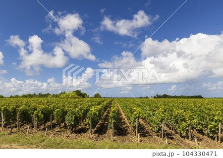 Vineyards with Chateau Cos d'Estournel, Bordeaux, Aquitaine, France Vineyards with Chateau Cos d'Estournel, Bordeaux, Aquitaine, France 104330471