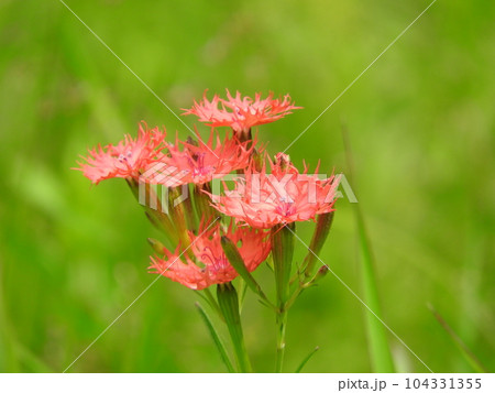 夏に引き裂いたような紅い色の花をつける「オグラセンノウ」（小倉仙翁） 104331355