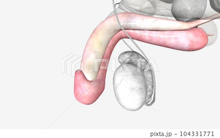 The penis is the largest part of the external male genitals 104331771