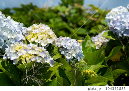 紫陽花 アジサイ あじさい 104331885