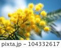 Yellow flowers of acacia mimosa tree on bright sunny blue sky background. Spring holiday concept 104332617