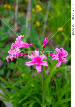 初秋に咲く華やかなピンクの花ベラドンナリリー 104332883