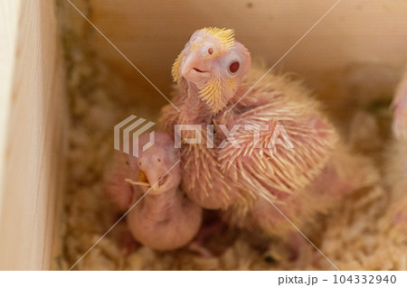 生後2週間のオカメインコ（ルチノー）の雛 104332940