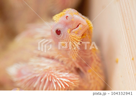生後2週間のオカメインコ(ルチノー)の雛 生後2週間のオカメインコ(ルチノー)の雛 104332941