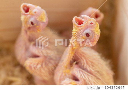 餌をねだるオカメインコの雛 104332945