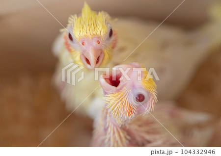 餌をねだるオカメインコの雛 104332946
