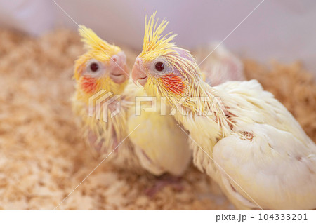 生後3週間のオカメインコ(ルチノー)の雛 生後3週間のオカメインコ(ルチノー)の雛 104333201