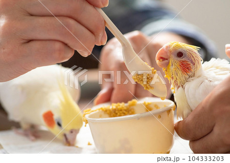 さし餌により餌を食べるオカメインコの幼鳥 104333203