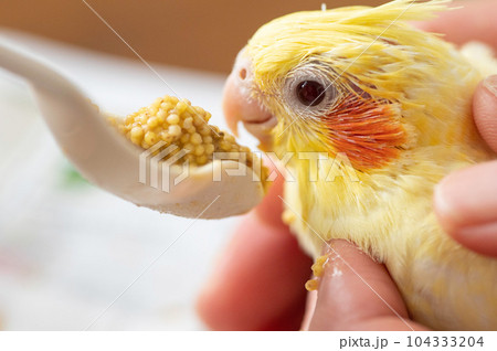 さし餌により餌を食べるオカメインコの幼鳥 さし餌により餌を食べるオカメインコの幼鳥 104333204