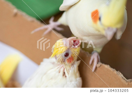 餌をねだるオカメインコの幼鳥 餌をねだるオカメインコの幼鳥 104333205