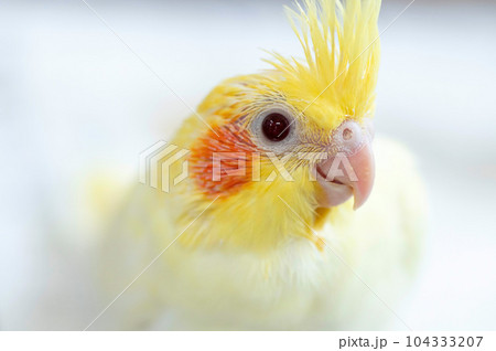 生後1ヶ月のオカメインコの幼鳥 104333207