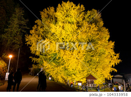 垂乳根の大銀杏その2 104333958