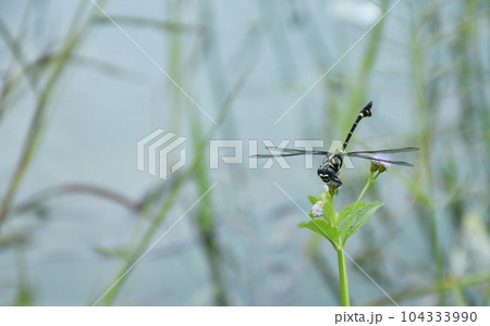 black dragonfly hanging on flower in garden beside river of Klong Klang water reservoir 104333990