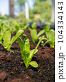 Romaine Lettuce growing on a farm. Organic food. 104334143