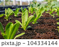 Romaine Lettuce growing on a farm. Organic food. 104334144