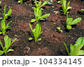 Romaine Lettuce growing on a farm. Organic food. 104334145
