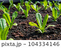 Romaine Lettuce growing on a farm. Organic food. 104334146