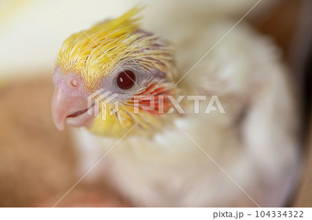 生後1ヶ月のオカメインコの幼鳥 104334322