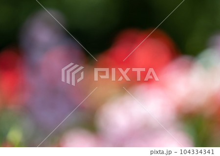 バラの花のぼかし背景 104334341