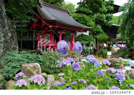天引観音あじさい祭り青色のアジサイの花が咲く境内の風景 天引観音あじさい祭り青色のアジサイの花が咲く境内の風景 104334474