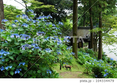 天引観音あじさい祭り青色のアジサイの花が咲く境内の風景 天引観音あじさい祭り青色のアジサイの花が咲く境内の風景 104334479