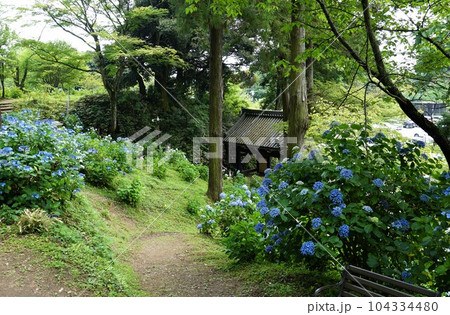 天引観音あじさい祭り青色のアジサイの花が咲く境内の風景 天引観音あじさい祭り青色のアジサイの花が咲く境内の風景 104334480