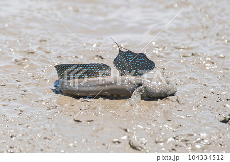 干潟で休むムツゴロウ 干潟で休むムツゴロウ 104334512