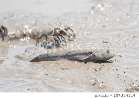 干潟で休むムツゴロウ 干潟で休むムツゴロウ 104334514