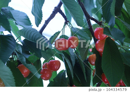 さくらんぼ 104334579